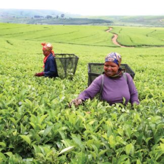 Tea estate Zululand