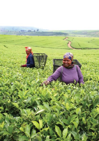 Tea estate Zululand