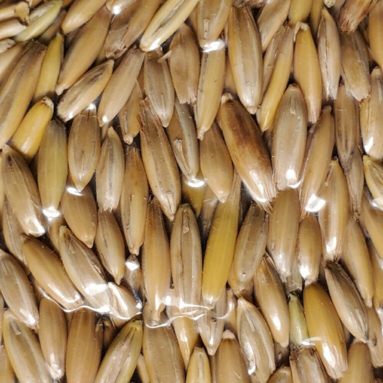 Grain Raw Whole Oat Kernels [1kg/5kg] Growstuff Online Shop South