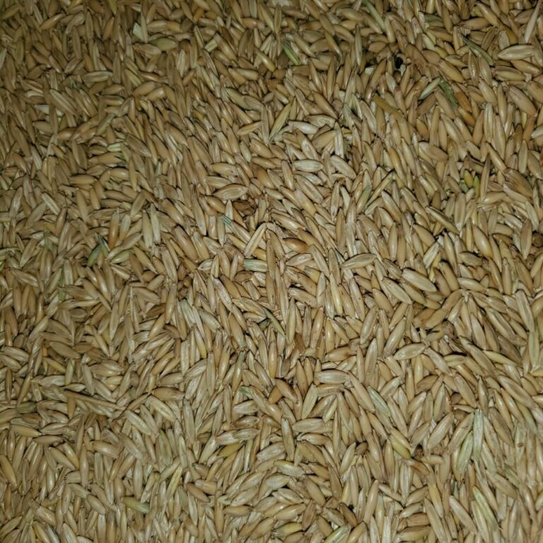 Grain Raw Whole Oat Kernels [1kg/5kg] Growstuff Online Shop South