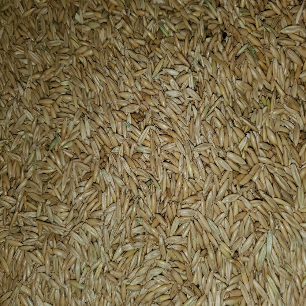 grain-raw-whole-oat-kernels-1kg-5kg-growstuff-online-shop-south